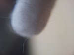 20131102_131532 Cotton bud.jpg